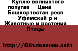 Куплю волнистого попугая. › Цена ­ 200 - Башкортостан респ., Уфимский р-н Животные и растения » Птицы   